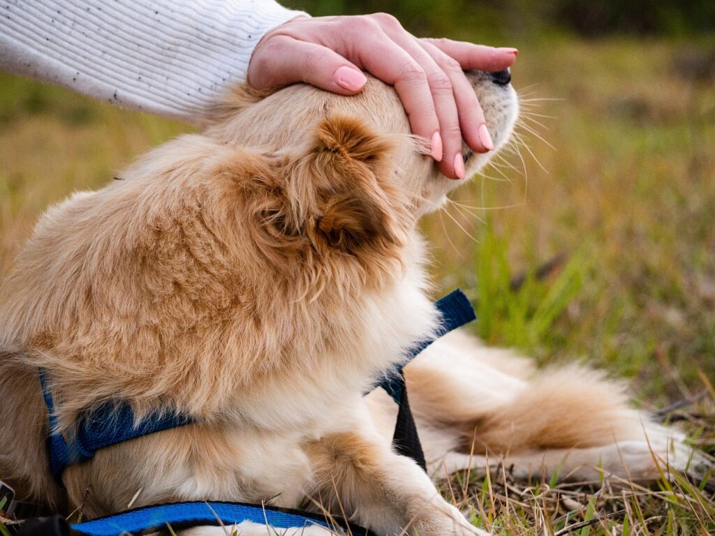 A dog being loved by a woman